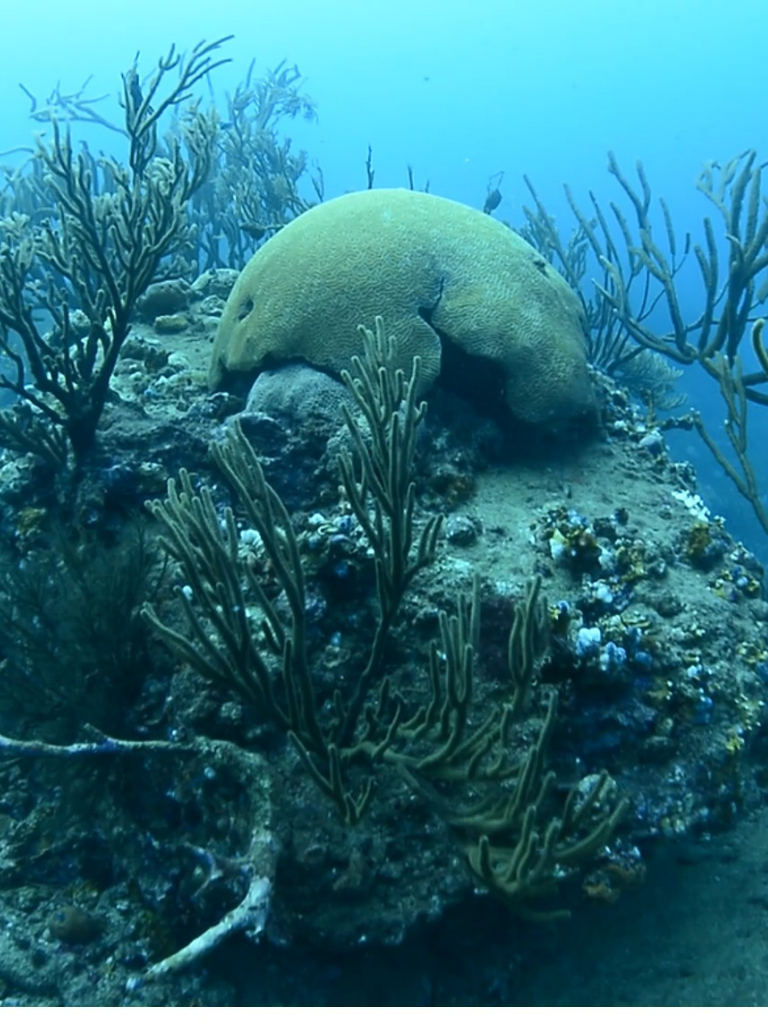 Observatorio y portal de difusión